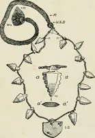 An illustration from Varia africana. I-5 (1917)