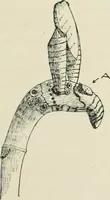 An illustration from Varia africana. I-5 (1917)