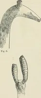 An illustration from Varia africana. I-5 (1917)