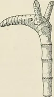An illustration from Varia africana. I-5 (1917)