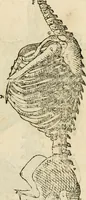 An illustration from Varia commensuracion para la escultura y arquitectura (1795)