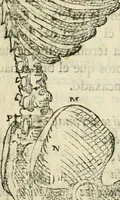 Picture 99 of 219 from Varia commensuracion para la escultura y arquitectura (1795), leaf 146