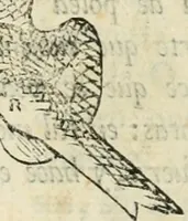 Picture 100 of 219 from Varia commensuracion para la escultura y arquitectura (1795), leaf 146