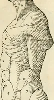 An illustration from Varia commensuracion para la escultura y arquitectura (1795)