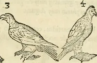 An illustration from Varia commensuracion para la escultura y arquitectura (1795)