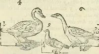 An illustration from Varia commensuracion para la escultura y arquitectura (1795)