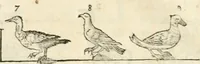 An illustration from Varia commensuracion para la escultura y arquitectura (1795)