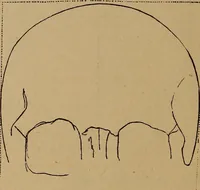 An illustration from The varieties of the human species: principles and method of classification (1894)