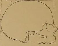 An illustration from The varieties of the human species: principles and method of classification (1894)