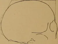 An illustration from The varieties of the human species: principles and method of classification (1894)