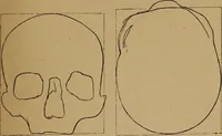 An illustration from The varieties of the human species: principles and method of classification (1894)