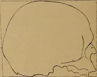 An illustration from The varieties of the human species: principles and method of classification (1894)