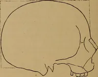 An illustration from The varieties of the human species: principles and method of classification (1894)
