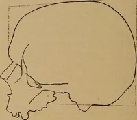 An illustration from The varieties of the human species: principles and method of classification (1894)