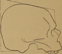 An illustration from The varieties of the human species: principles and method of classification (1894)