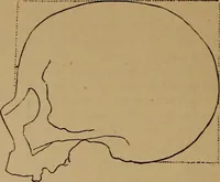 An illustration from The varieties of the human species: principles and method of classification (1894)