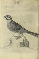 Picture 33 of 47 from Vccelliera, overo, Discorso della natvra, e proprieta di diversi vccelli : e in particolare di qve'che cantano : con il modo di prendergli, conoscergli, alleuargli, e mantenergli : e con le figure cauate dal vero, e diligentemente intagliate in rame dal Tempesta, e dal Villamena (1622), leaf 112