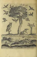 Picture 36 of 47 from Vccelliera, overo, Discorso della natvra, e proprieta di diversi vccelli : e in particolare di qve'che cantano : con il modo di prendergli, conoscergli, alleuargli, e mantenergli : e con le figure cauate dal vero, e diligentemente intagliate in rame dal Tempesta, e dal Villamena (1622), leaf 124
