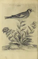 Picture 5 of 47 from Vccelliera, overo, Discorso della natvra, e proprieta di diversi vccelli : e in particolare di qve'che cantano : con il modo di prendergli, conoscergli, alleuargli, e mantenergli : e con le figure cauate dal vero, e diligentemente intagliate in rame dal Tempesta, e dal Villamena (1622), leaf 32
