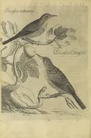 Picture 6 of 47 from Vccelliera, overo, Discorso della natvra, e proprieta di diversi vccelli : e in particolare di qve'che cantano : con il modo di prendergli, conoscergli, alleuargli, e mantenergli : e con le figure cauate dal vero, e diligentemente intagliate in rame dal Tempesta, e dal Villamena (1622), leaf 34