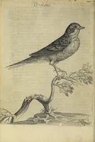 Picture 12 of 47 from Vccelliera, overo, Discorso della natvra, e proprieta di diversi vccelli : e in particolare di qve'che cantano : con il modo di prendergli, conoscergli, alleuargli, e mantenergli : e con le figure cauate dal vero, e diligentemente intagliate in rame dal Tempesta, e dal Villamena (1622), leaf 56