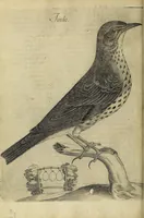 Picture 15 of 47 from Vccelliera, overo, Discorso della natvra, e proprieta di diversi vccelli : e in particolare di qve'che cantano : con il modo di prendergli, conoscergli, alleuargli, e mantenergli : e con le figure cauate dal vero, e diligentemente intagliate in rame dal Tempesta, e dal Villamena (1622), leaf 62