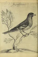 Picture 19 of 47 from Vccelliera, overo, Discorso della natvra, e proprieta di diversi vccelli : e in particolare di qve'che cantano : con il modo di prendergli, conoscergli, alleuargli, e mantenergli : e con le figure cauate dal vero, e diligentemente intagliate in rame dal Tempesta, e dal Villamena (1622), leaf 76