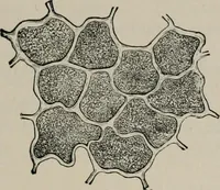 An illustration from The microscopy of vegetable foods, with special reference to the detection of adulteration and the diagnosis of mixtures (1916)