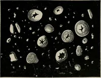 An illustration from The microscopy of vegetable foods, with special reference to the detection of adulteration and the diagnosis of mixtures (1916)