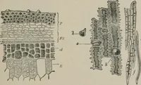 An illustration from The microscopy of vegetable foods, with special reference to the detection of adulteration and the diagnosis of mixtures (1916)