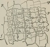 An illustration from The microscopy of vegetable foods, with special reference to the detection of adulteration and the diagnosis of mixtures (1916)