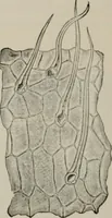 An illustration from The microscopy of vegetable foods, with special reference to the detection of adulteration and the diagnosis of mixtures (1916)