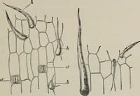An illustration from The microscopy of vegetable foods, with special reference to the detection of adulteration and the diagnosis of mixtures (1916)