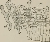 An illustration from The microscopy of vegetable foods, with special reference to the detection of adulteration and the diagnosis of mixtures (1916)