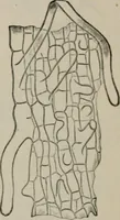 An illustration from The microscopy of vegetable foods, with special reference to the detection of adulteration and the diagnosis of mixtures (1916)