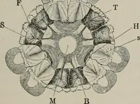An illustration from The microscopy of vegetable foods, with special reference to the detection of adulteration and the diagnosis of mixtures (1916)