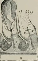 An illustration from The microscopy of vegetable foods, with special reference to the detection of adulteration and the diagnosis of mixtures (1916)