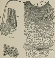 An illustration from The microscopy of vegetable foods, with special reference to the detection of adulteration and the diagnosis of mixtures (1916)