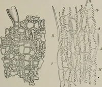 An illustration from The microscopy of vegetable foods, with special reference to the detection of adulteration and the diagnosis of mixtures (1916)