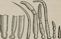 An illustration from The microscopy of vegetable foods, with special reference to the detection of adulteration and the diagnosis of mixtures (1916)