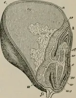 An illustration from The microscopy of vegetable foods, with special reference to the detection of adulteration and the diagnosis of mixtures (1916)
