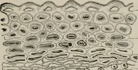 An illustration from The microscopy of vegetable foods, with special reference to the detection of adulteration and the diagnosis of mixtures (1916)