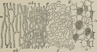 An illustration from The microscopy of vegetable foods, with special reference to the detection of adulteration and the diagnosis of mixtures (1916)