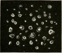 An illustration from The microscopy of vegetable foods, with special reference to the detection of adulteration and the diagnosis of mixtures (1916)