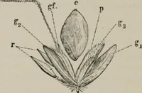 An illustration from The microscopy of vegetable foods, with special reference to the detection of adulteration and the diagnosis of mixtures (1916)