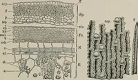 An illustration from The microscopy of vegetable foods, with special reference to the detection of adulteration and the diagnosis of mixtures (1916)