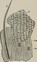 An illustration from The microscopy of vegetable foods, with special reference to the detection of adulteration and the diagnosis of mixtures (1916)