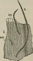 An illustration from The microscopy of vegetable foods, with special reference to the detection of adulteration and the diagnosis of mixtures (1916)