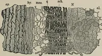 An illustration from The microscopy of vegetable foods, with special reference to the detection of adulteration and the diagnosis of mixtures (1916)