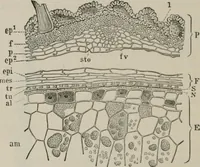 An illustration from The microscopy of vegetable foods, with special reference to the detection of adulteration and the diagnosis of mixtures (1916)